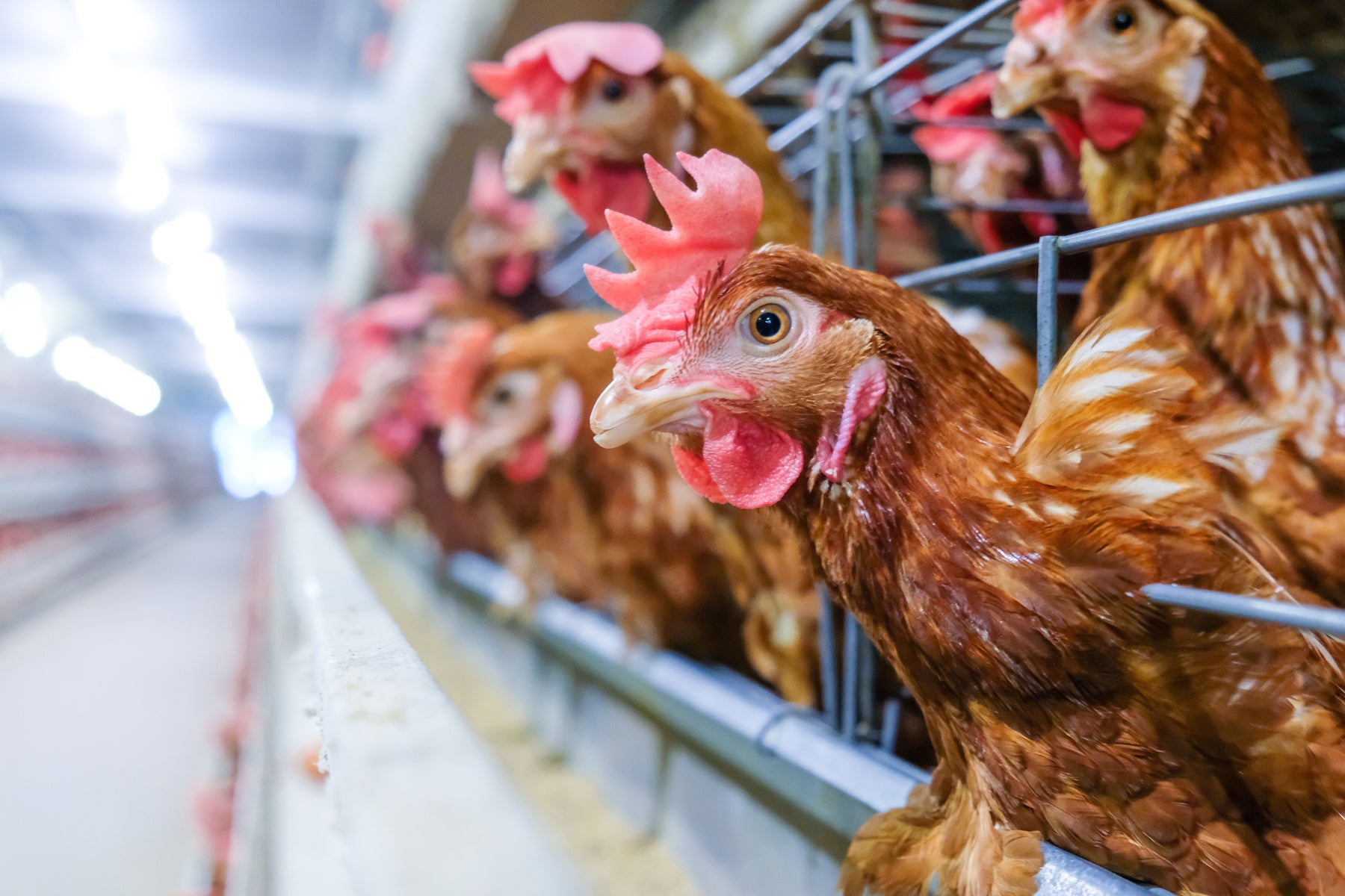 Enhancing Biosecurity: HVAC Strategies for Controlling Airborne Pathogens in Poultry Farms