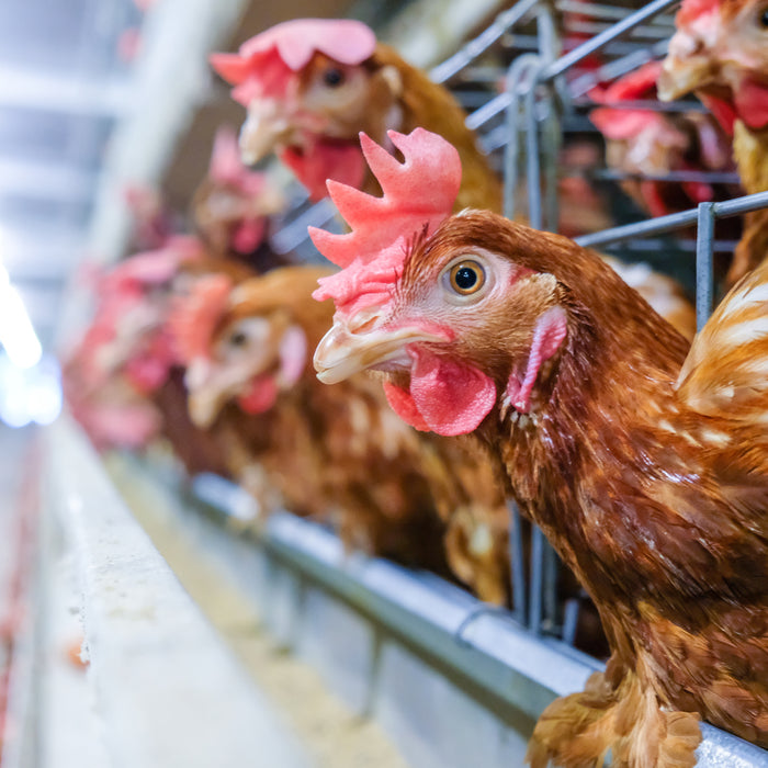Enhancing Biosecurity: HVAC Strategies for Controlling Airborne Pathogens in Poultry Farms